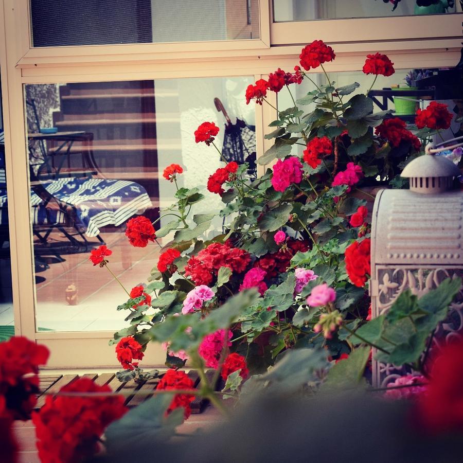 Il Cortiletto Di Piazza Verga Bed & Breakfast *